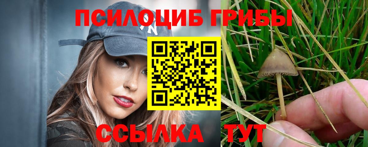 Галлюциногенные грибы Psilocybe  Галлюциногенные грибы прущие грибы  наркошоп  Гай  Вход с VPN 